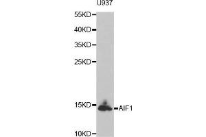 Western blot analysis of extracts of U937 cell line, using AIF1 antibody.