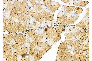 ABIN6262941 and ABIN6276549 at 1/100 staining Rat skin tissue by IHC-P.