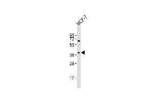 Anti-OR11H4 Antibody (C-term)at 1:2000 dilution + MCF-7 whole cell lysates Lysates/proteins at 20 μg per lane. (OR11H4 anticorps  (C-Term))
