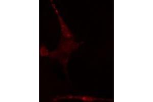 ABIN6275637 staining  NIH-3T3 cells by IF/ICC. (TCF7L1 anticorps  (Internal Region))