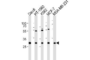 Western blot analysis of lysates from Daudi, HT-1080, K562, MCF-7, MDA-MB-231 cell line (from left to right), using PNP Antibody (Center) (ABIN6242481 and ABIN6577515). (PNP anticorps  (AA 145-178))