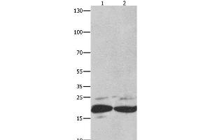 Western Blot analysis of Mouse spleen tissue and RAW264.