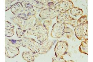 Immunohistochemistry of paraffin-embedded human placenta tissue using ABIN7163449 at dilution of 1:100