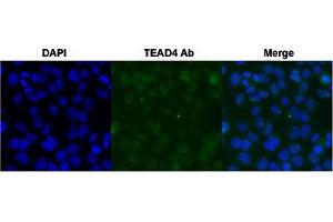 Immunofluorescent staining of HeLa cell with TEAD4 polyclonal antibody  under 4 ug/mL working concentration.