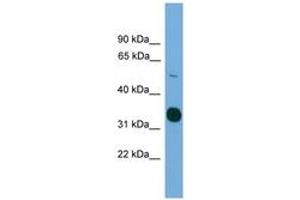 Image no. 1 for anti-serine/threonine Kinase 11 (STK11) (AA 317-366) antibody (ABIN6745526) (LKB1 anticorps  (AA 317-366))