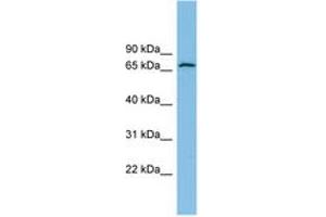 Image no. 1 for anti-Glutamate Dehydrogenase 2 (GLUD2) (AA 71-120) antibody (ABIN6745073) (GLUD2 anticorps  (AA 71-120))
