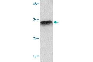Western blot analysis of MTCH2 in 293 cell lysate with MTCH2 polyclonal antibody  at 1 ug/mL . (MTCH2 anticorps  (N-Term))