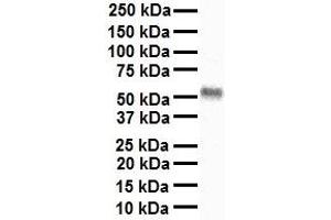 WB Suggested Anti-THRA antibody Titration: 1 ug/mL Sample Type: Human heart