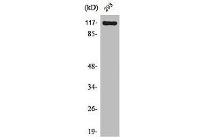 Western Blot analysis of NIH-3T3 cells using Cacna2d4 Polyclonal Antibody (CACNA2D4 anticorps  (Internal Region))
