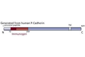 Image no. 3 for anti-P-Cadherin (CDH3) (AA 72-259) antibody (ABIN967840) (P-Cadherin anticorps  (AA 72-259))