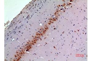 Immunohistochemistry (IHC) analysis of paraffin-embedded Mouse Brain, antibody was diluted at 1:100. (BMP8A anticorps  (Internal Region))