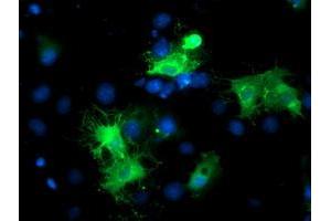 Immunofluorescence (IF) image for anti-BAI1-Associated Protein 2 (BAIAP2) antibody (ABIN1496806) (BAIAP2 anticorps)