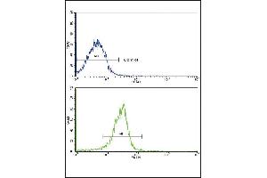 Flow cytometric analysis of widr cells using SRC Antibody (C-term)(bottom histogram) comred to a negative control cell (top histogram). (SPARC anticorps  (C-Term))