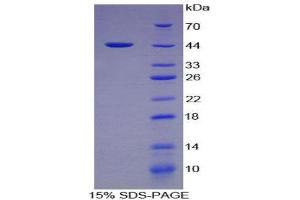 SDS-PAGE (SDS) image for Interferon alpha (IFNA) (AA 24-172) protein (His tag,GST tag) (ABIN1980617)