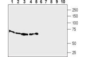 Western blot analysis of  Human THP-1  acute monocytic leukemia cells (lanes 1 and 6),  mouse WEHI-231 B-cell lymphoma cells (lanes 2 and 7), rat RBL basophilic leukemia cells lysates (lanes 3 and 8), rat heart (lanes 4 and 9) and rat lung membranes (lanes 5 and 10): - 1-5.