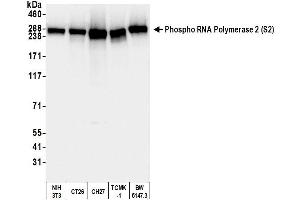 Western Blotting (WB) image for anti-RNA Polymerase II (pSer2) antibody (ABIN7454655) (RNA Polymerase II anticorps  (pSer2))