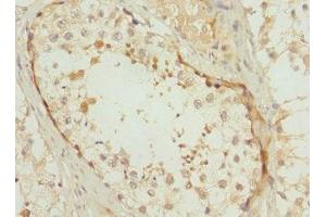 Immunohistochemistry of paraffin-embedded human testis tissue using ABIN7163723 at dilution of 1:100 (POC1B anticorps  (AA 299-478))
