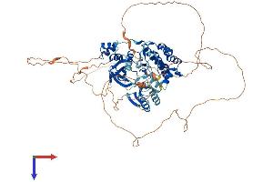 AlphaFold protein structure predicition of Human Recombinant MARK4 Protein, UniprotID Q96L34