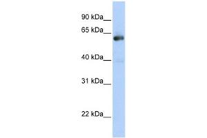 WB Suggested Anti-NAB1 Antibody Titration:  0.