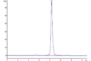The purity of Human IL-1 Rrp2 (C154S,C262S) is greater than 95 % as determined by SEC-HPLC.