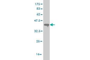 Western Blot detection against Immunogen (36.