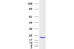 Validation with Western Blot