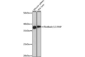 Western blot analysis of extracts of various cell lines, using Fibrillarin/U3 RNP Rabbit mAb (ABIN7267175) at 1:1000 dilution. (Fibrillarin anticorps)
