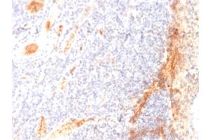 Formalin-fixed, paraffin-embedded human Tonsil stained with VEGF Mouse Monoclonal Antibody (VG1). (VEGFA anticorps)