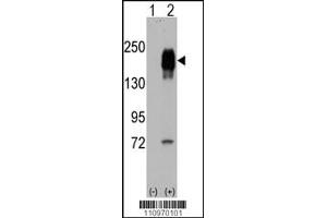 Western blot analysis of EGFR using rabbit polyclonal EGFR Antibody. (EGF anticorps  (AA 847-876))