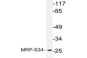 Western blot (WB) analysis of MRP-S34 antibody in extracts from Jurkat cells. (MRPS34 anticorps)