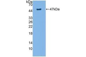 Detection of Recombinant AQP4, Rat using Polyclonal Antibody to Aquaporin 4 (AQP4) (Aquaporin 4 anticorps  (AA 179-314))