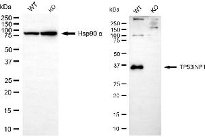Western blotting analysis using TP53INP1 antibody (ABIN7800692).