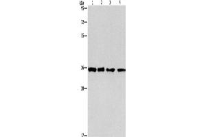 Western Blotting (WB) image for anti-Inhibin, beta C (INHBC) antibody (ABIN2421733) (INHBC anticorps)