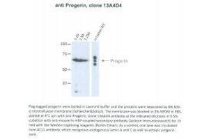 Image no. 1 for anti-Progerin (AA 604-611) antibody (ABIN1042661) (Progerin (AA 604-611) anticorps)