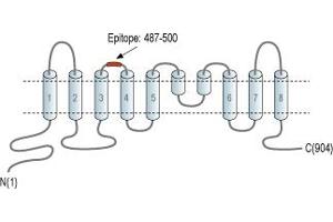 Anoctamin 6 (ANO6) peptide