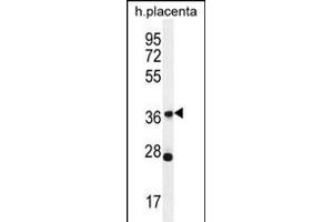 OR4L1 Antibody (C-term) (ABIN656068 and ABIN2845417) western blot analysis in human placenta tissue lysates (35 μg/lane). (OR4L1 anticorps  (C-Term))