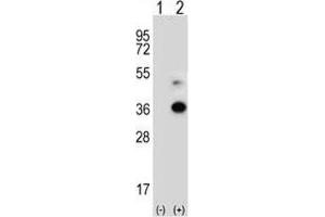 Western blot analysis of ANGPTL7 antibody and 293 cell lysate either nontransfected (Lane 1) or transiently transfected (2) with the ANGPTL7 gene. (ANGPTL7 anticorps  (AA 300-350))