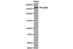 Western Blotting (WB) image for anti-RNA Polymerase II Subunit RPB1 (POLR2A) antibody (ABIN1874182) (POLR2A/RPB1 anticorps)