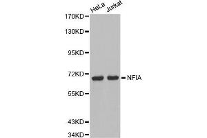 Western blot analysis of extracts of various cell lines, using NFIA antibody. (NFIA anticorps  (AA 180-330))