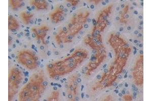 Detection of ENPEP in Rat Kidney Tissue using Polyclonal Antibody to Aminopeptidase A (ENPEP)