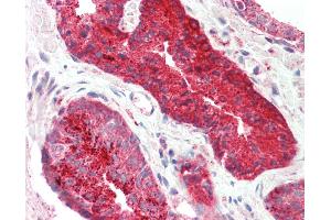 Anti-PDEF / SPDEF antibody IHC staining of human prostate.