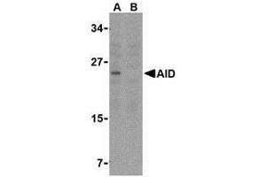 Western blot analysis of AID in Ramos whole cell lysate with AP30028PU-N AID antibody at 2 μg/ml in either the (A) absence or (B) presence of blocking peptide. (AICDA anticorps  (C-Term))