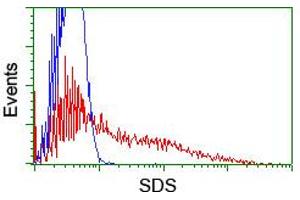 HEK293T cells transfected with either RC217814 overexpress plasmid (Red) or empty vector control plasmid (Blue) were immunostained by anti-SDS antibody (ABIN2455350), and then analyzed by flow cytometry. (serine Dehydratase anticorps)