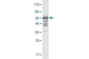Western Blot detection against Immunogen (58. (MPPED2 anticorps  (AA 1-294))