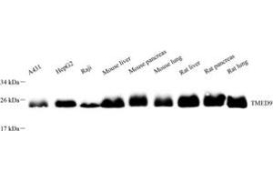 Western blot analysis of TMED9 (ABIN7075988),at dilution of 1: 4000 (TMED9 anticorps)