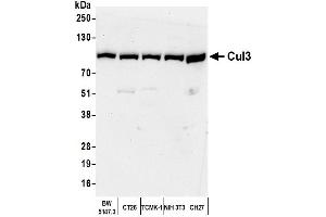 Western Blotting (WB) image for anti-Cullin 3 (CUL3) (AA 650-700) antibody (ABIN7453602)