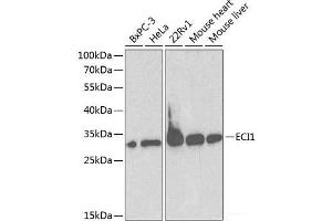 Western blot analysis of extracts of various cell lines using ECI1 Polyclonal Antibody at dilution of 1:1000. (DCI anticorps)
