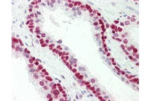 Anti-HMGN1 antibody IHC staining of human prostate. (HMGN1 anticorps  (C-Term))
