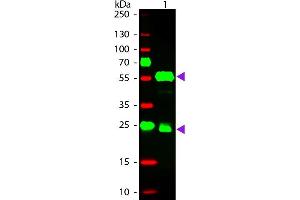 Western Blot of Donkey anti-Guinea Pig IgG Pre-Absorbed Rhodamine Conjugated Secondary Antibody.