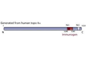 Image no. 3 for anti-Topo IIalpha (AA 1245-1361) antibody (ABIN968475)